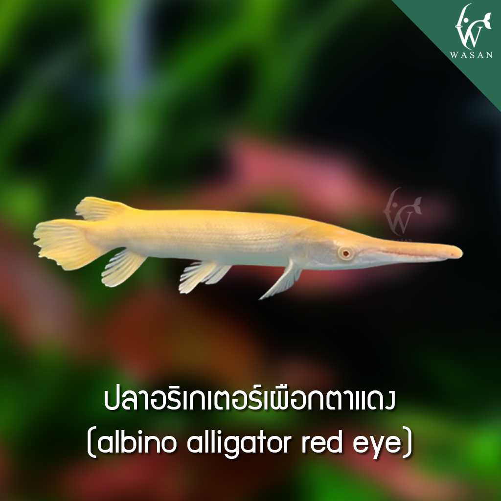 ปลาอริเกเตอร์เผือกตาแดง albino aligator red eye (ไซส์ 4 นิ้ว)