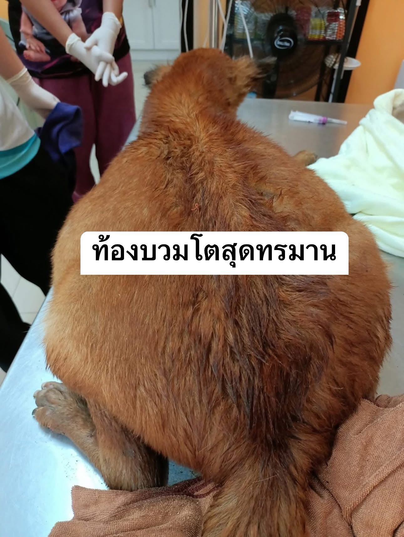 บริจาค เคสที่ 2257 น้องเขียวพัทลุง ท้องบวมโต หายใจลำบาก เดินลำบาก