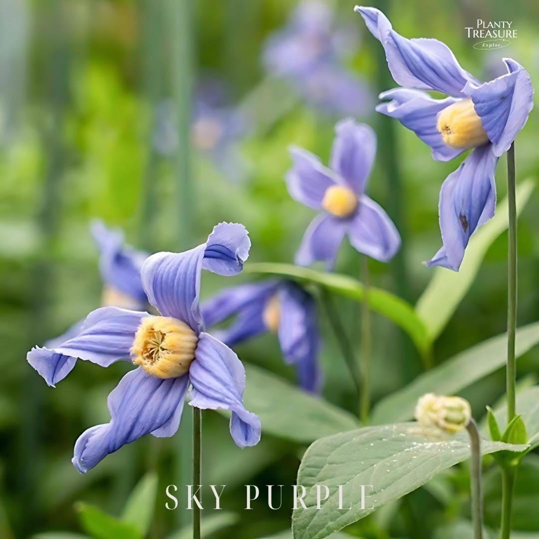 ‘Sky Purple’ Blush Clematis 