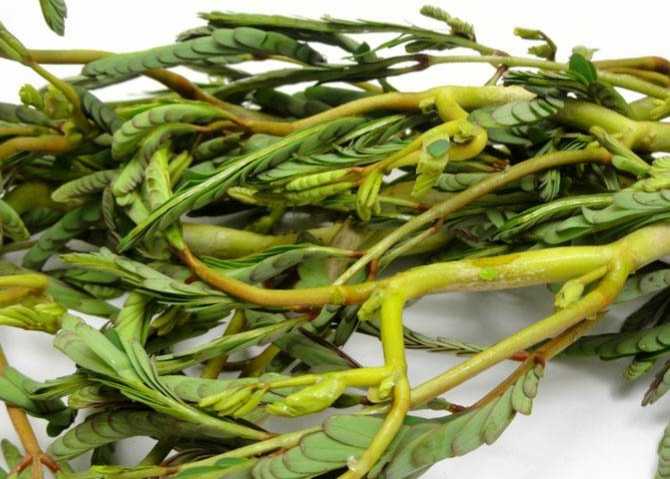 ผักกระเฉดไม่เด็ด 500g ผักสร้างเม็ดเลือดแดง ป้องกันมะเร็ง