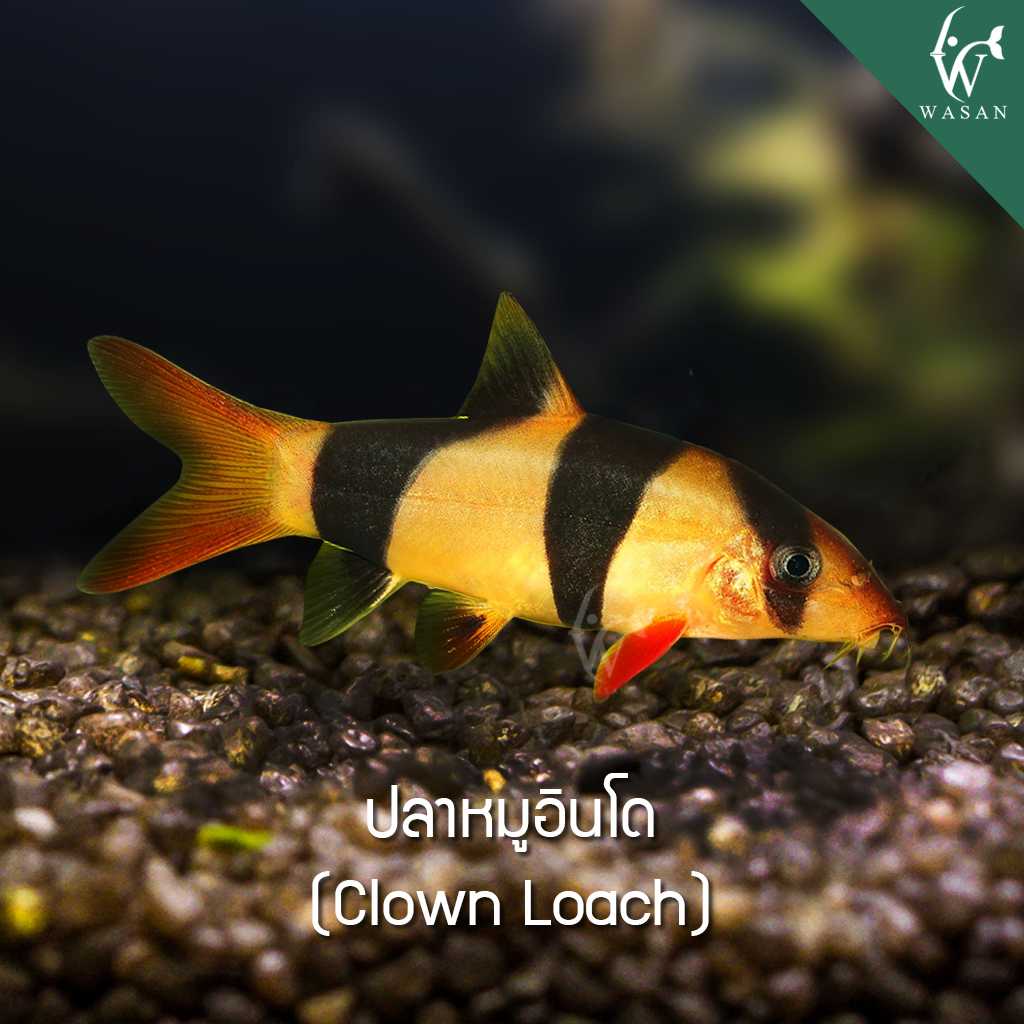 ปลาหมูอินโด Clown Loach (ไซส์ 3 นิ้ว)