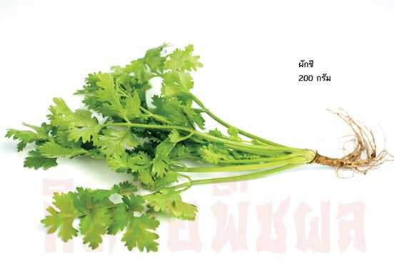 ผักชีไทย( coriander)