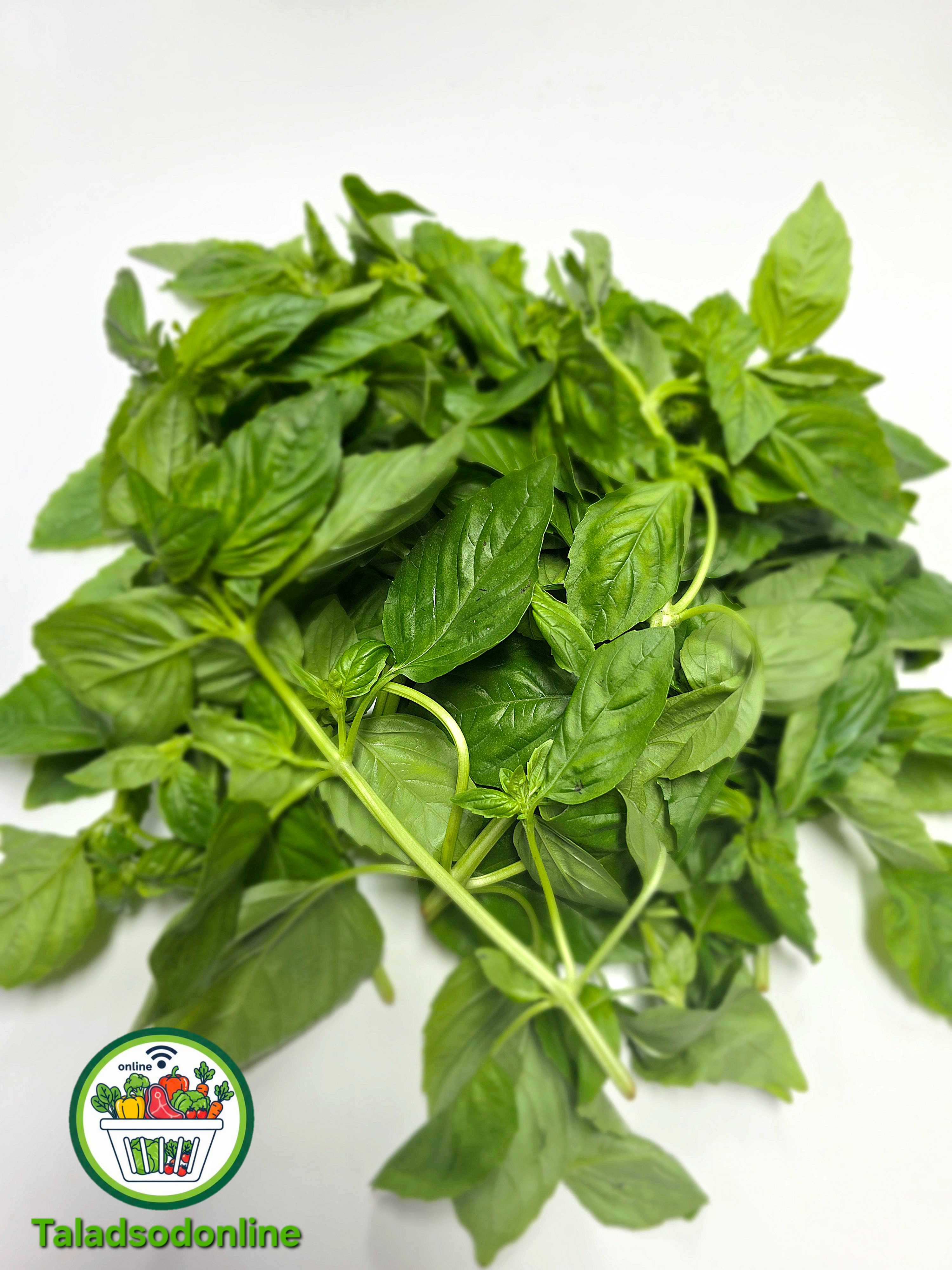 ใบเบซิล Italian Basil สด สะอาด รับประกันคุณภาพ