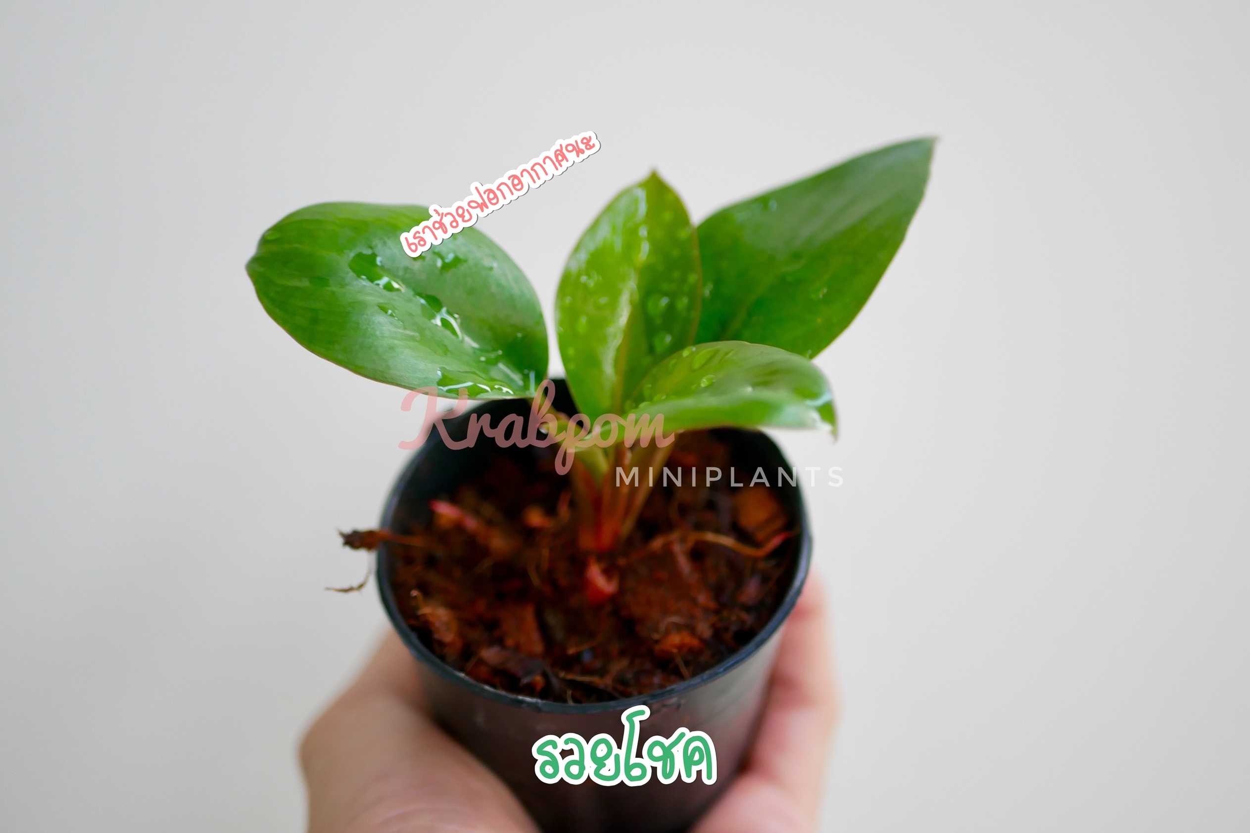 รวยโชค