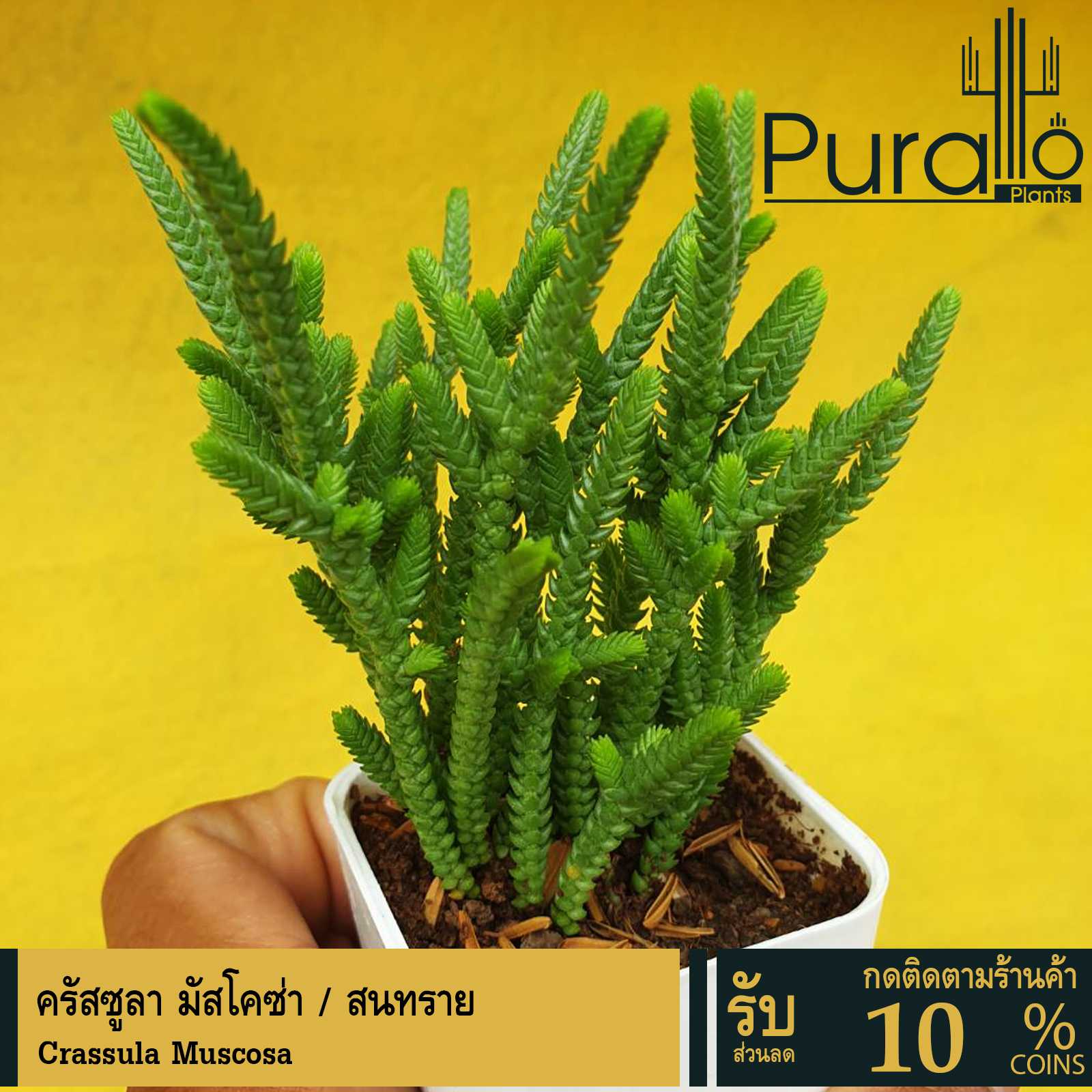 ต้นไม้อวบน้ำ กุหลาบหิน สนทราย  ครัสซูลา มัสโคซ่า Crassula Muscosa ‘Watch Chain’ #succulents#Crassula