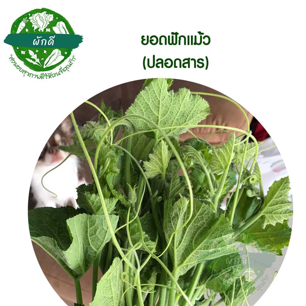 ยอดฟักแม้ว (ปลอดสาร) 500  กรัม