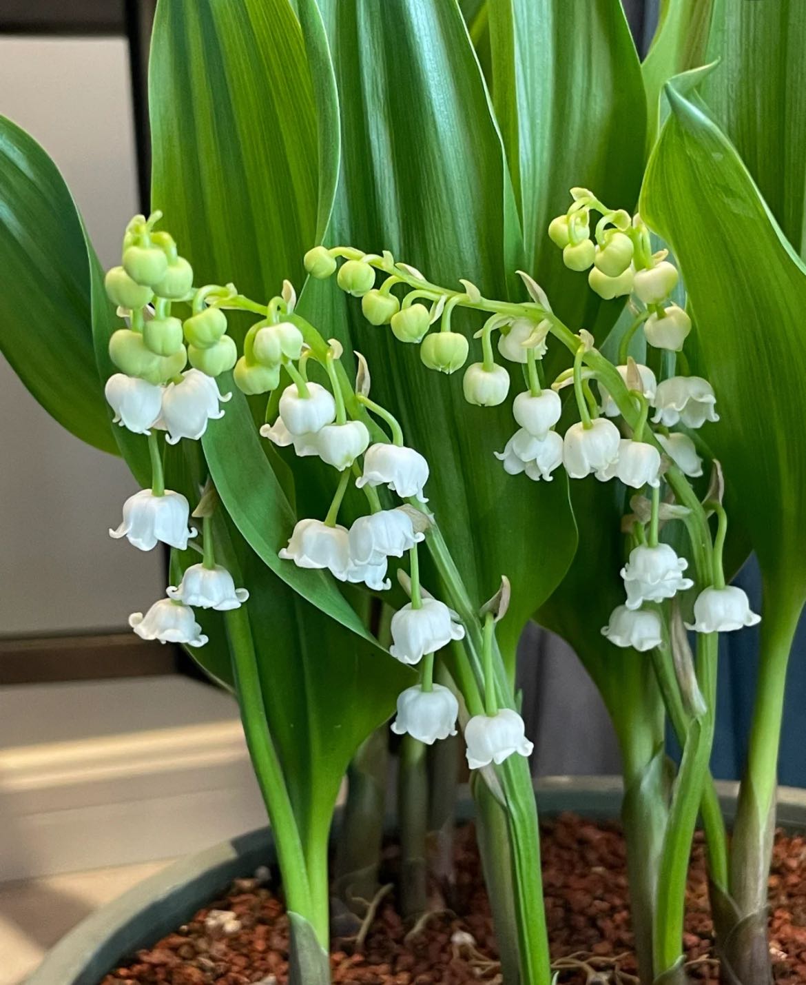Lilly of the valley