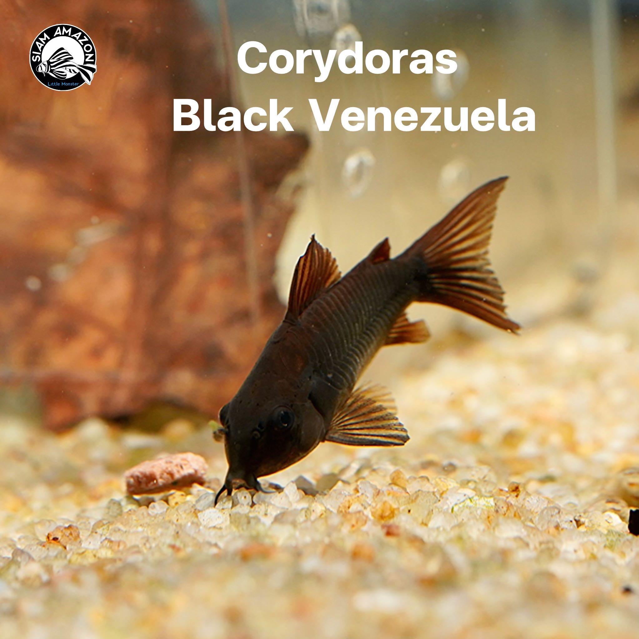 Corydoras Black Venezuela