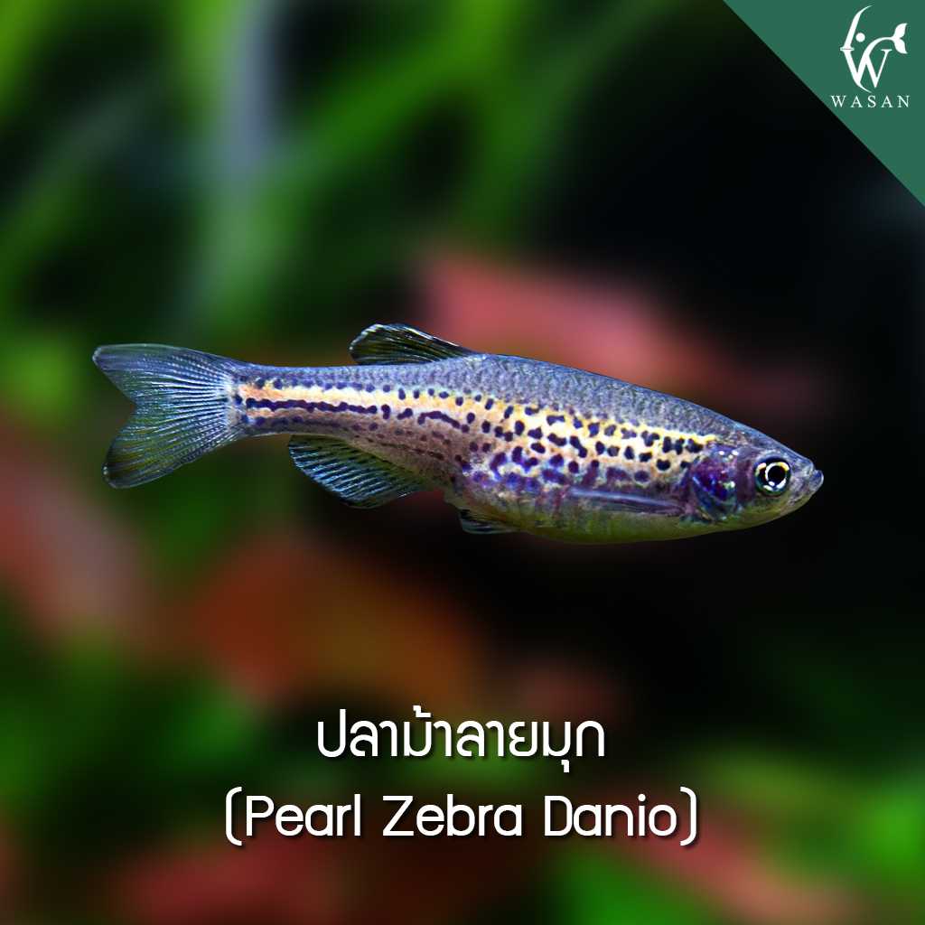 ปลาม้าลายมุก Pearl Zebra Danio (ไซส์ 2-3 cm)
