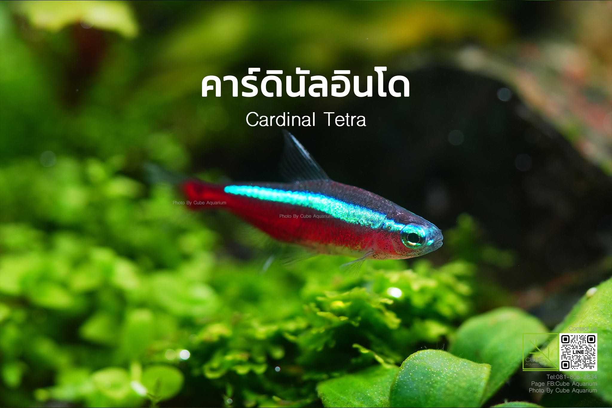 คารดินัลอินโด Cardinal Tetra indo 3Cm