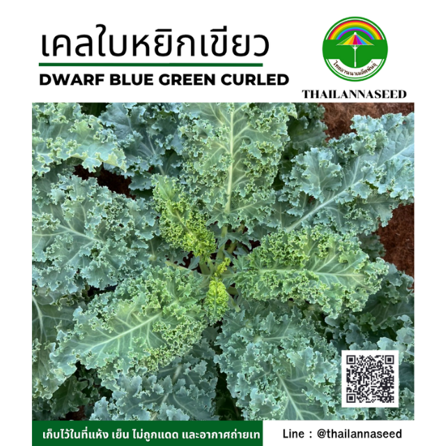 เคลใบหยิกเขียว ( Dwarf Blue ) ( ขนาด 0.5 กรัม ) รหัสสินค้า 4048