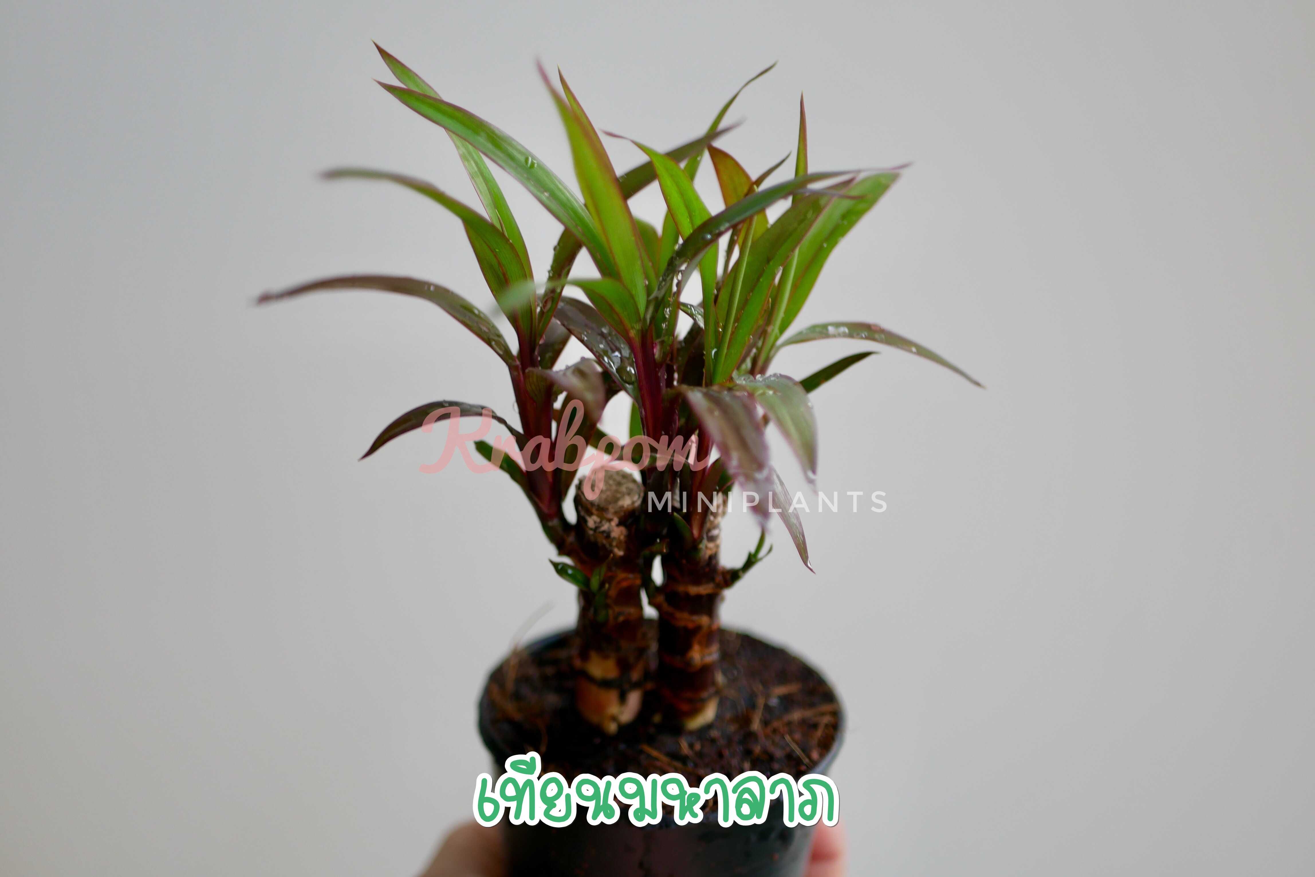 เทียนมหาลาภ