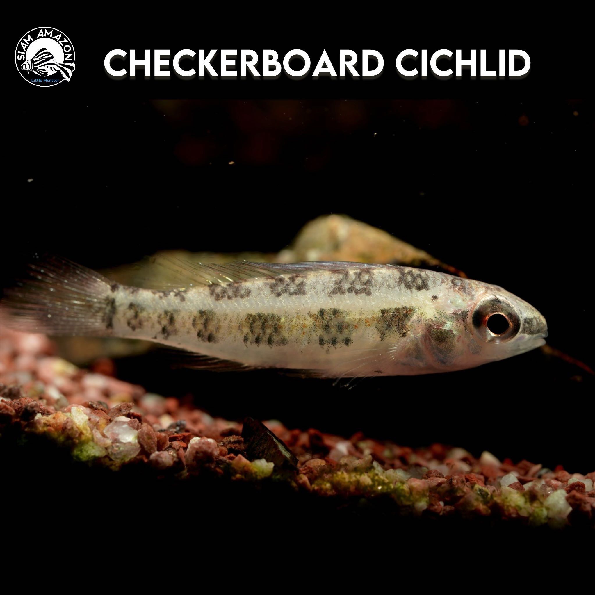 Checkerboard Filamentosa M ไซส์ 4 cm