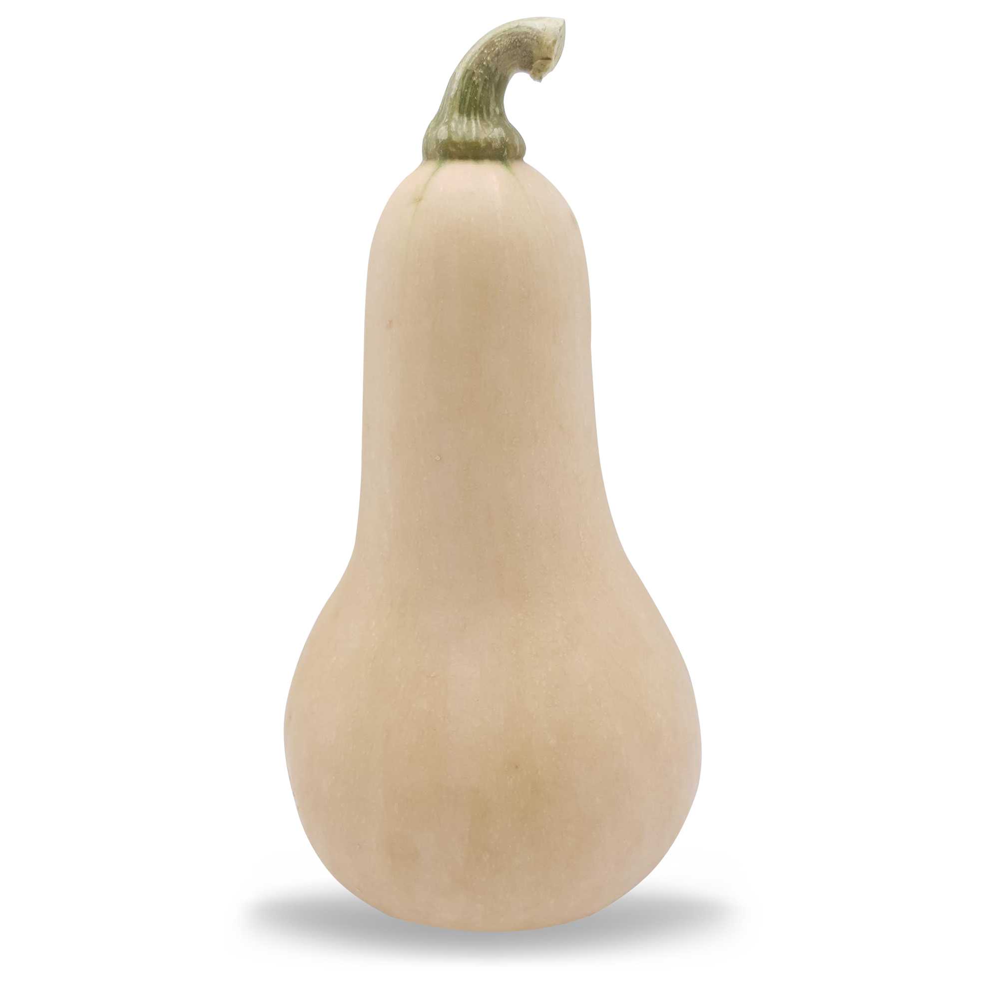 Butternut squash smooth skin 120.-/kg (บัตเตอร์นัทสควอช ผิวเรียบ)