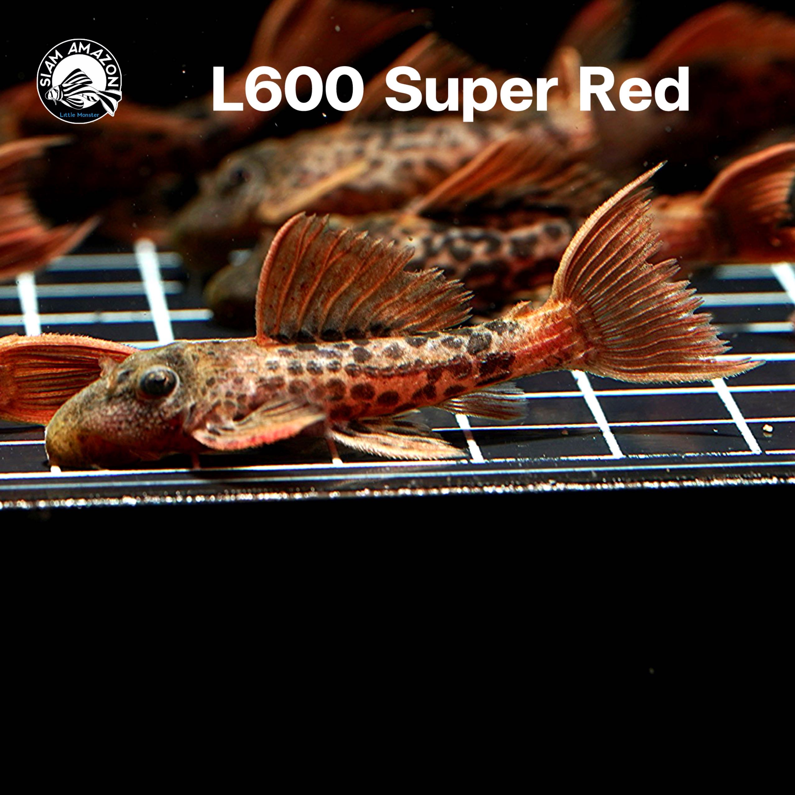 L600 Super red ไซส์ 1.8 นิ้ว