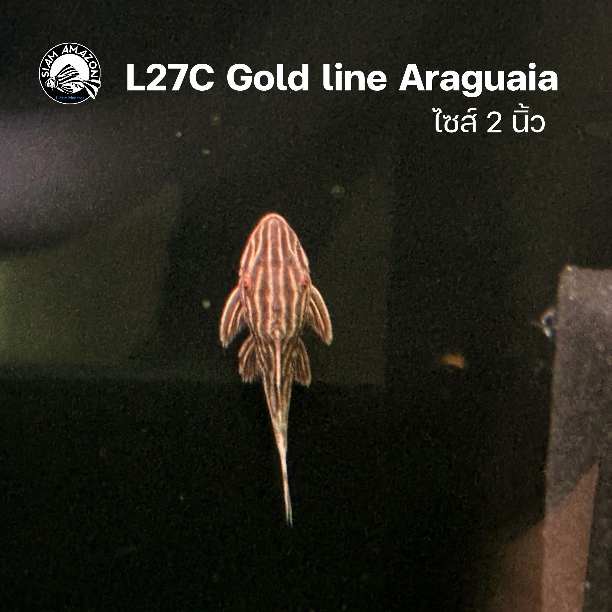 L27C Goldline Araguaia