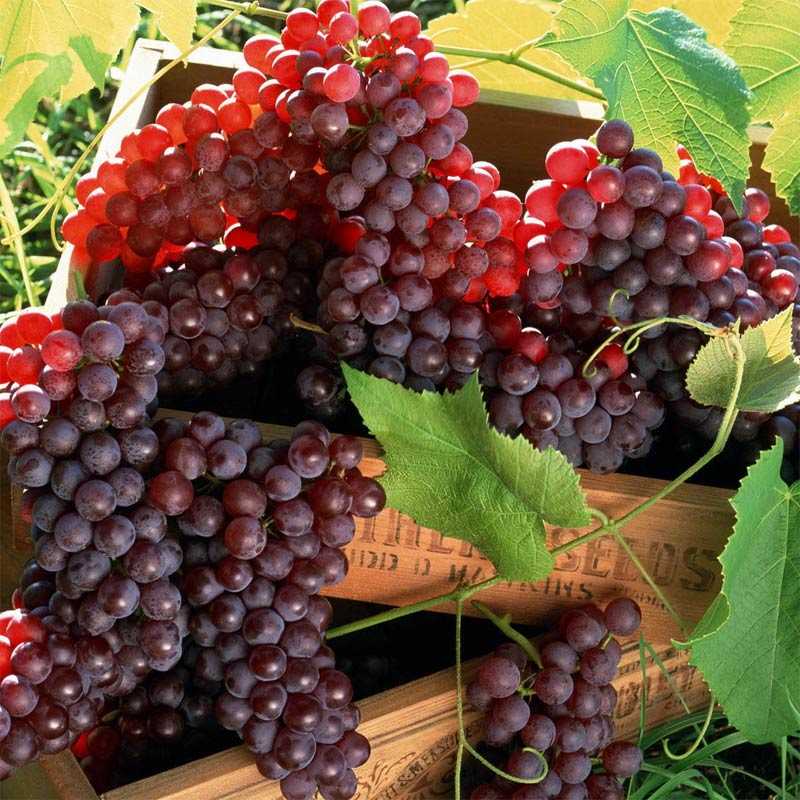 Grape seedless