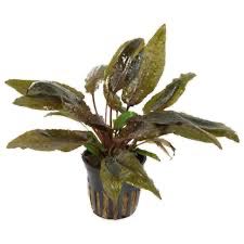 Cryptocoryne Wendtii Brown