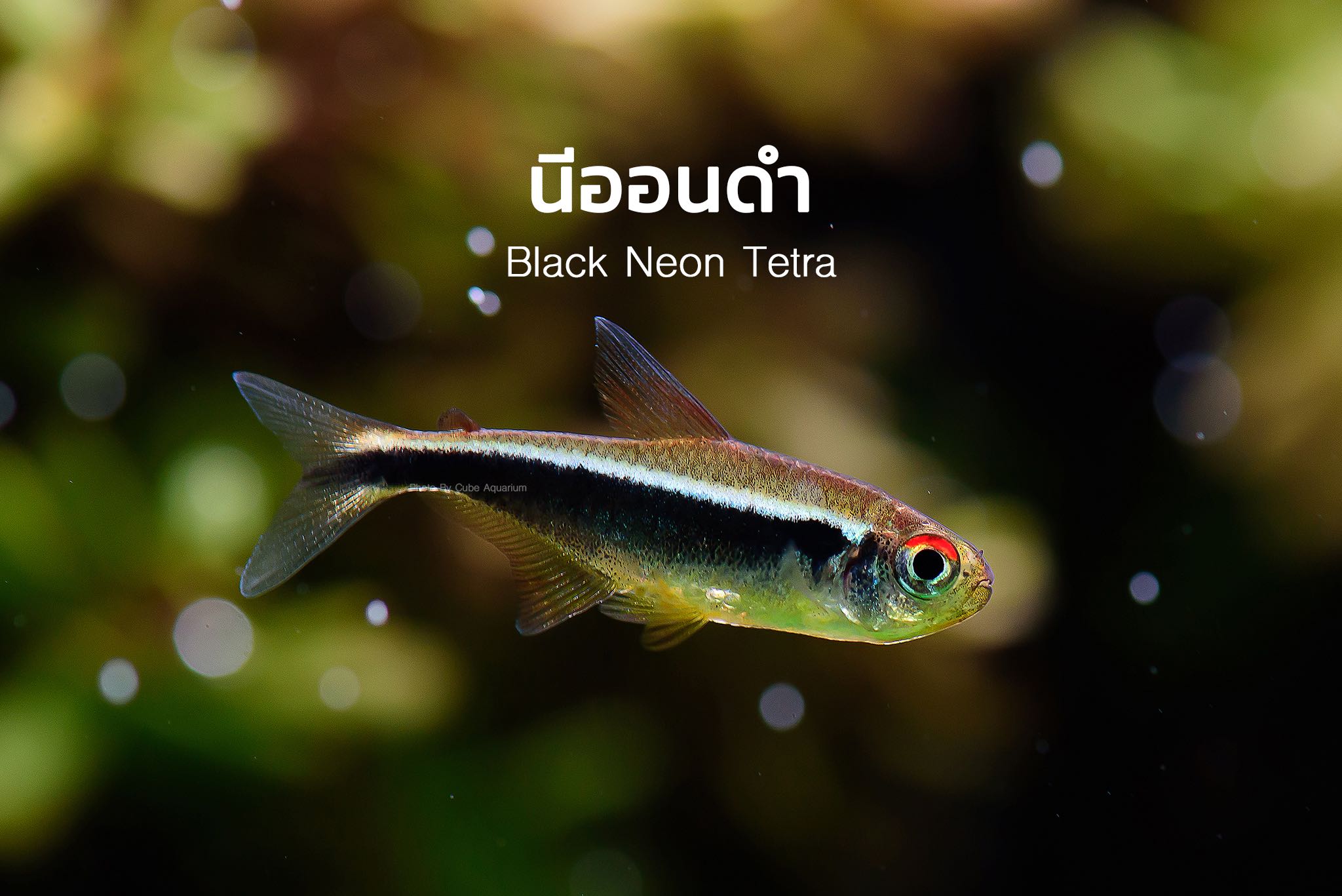 ปลานีออนดำ Black neon tetra 1.3“ 
