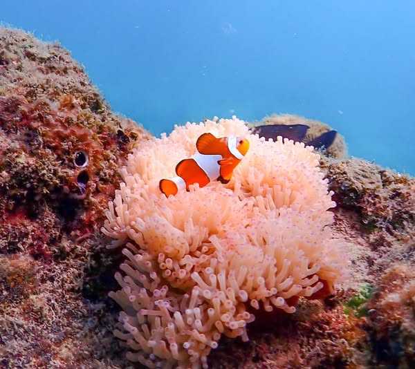 บัตรล่องเรือ ทริปดำน้ำอ่าวแสมสาร Sun Snorkeling สัตหีบ ชลบุรี chonburi สำหรับ 6 ท่าน