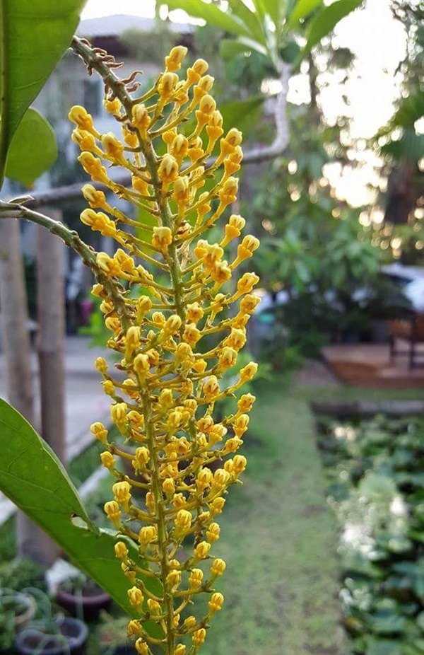 สร้อยสุวรรณ