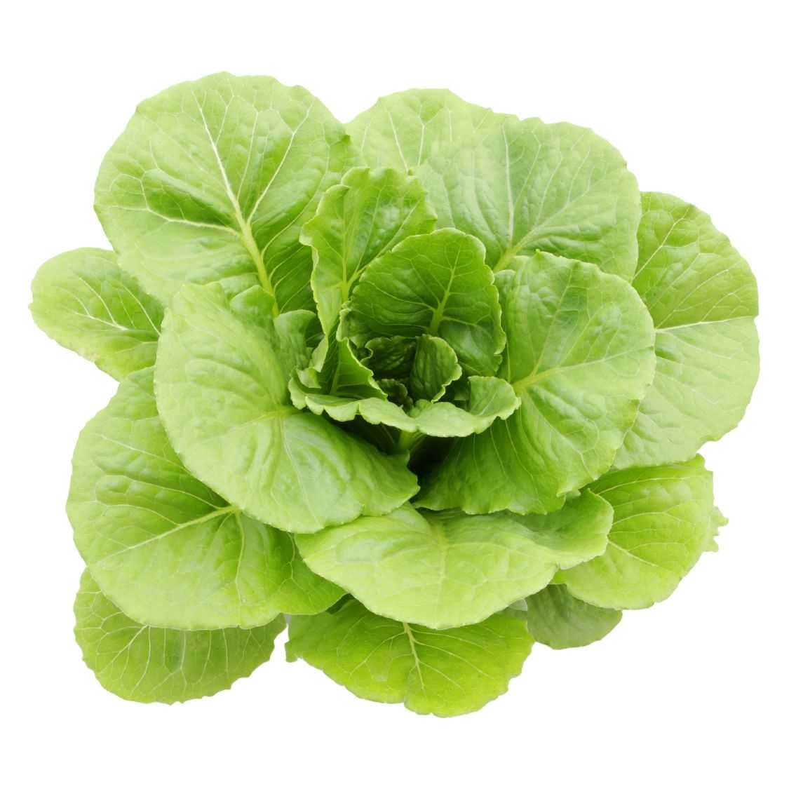ผักคอส Romaine / Cos Lettuce 300 กรัม
