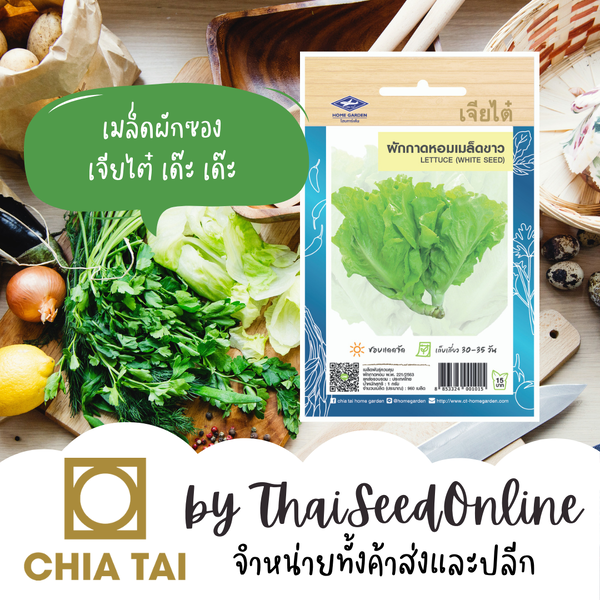 CTOP เมล็ดพันธุ์ ผักกาดหอม เมล็ดขาว ผักสลัด ประมาณ 3400 เมล็ด ตราเจียไต๋ Lettuce ผักกาดหอมอิตาลี ...