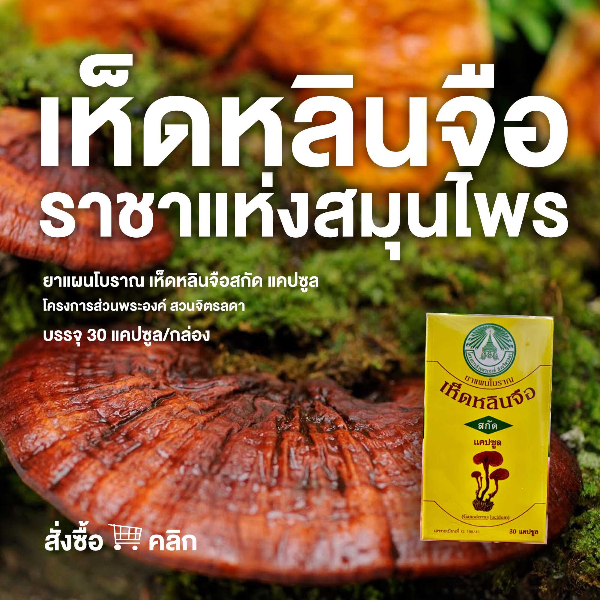 เห็ดหลินจือ สกัดแคปซูล 30 เม็ด ยาแผนโบราณ โครงการส่วนพระองค์ สวนจิตรลดา