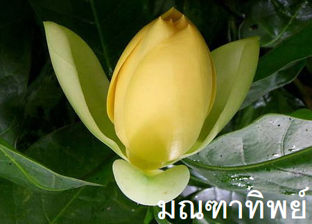 มณฑาทิพย์