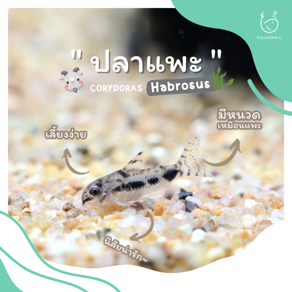 ปลาแพะแคระฮาโบซัส (Corydoras habrosus)