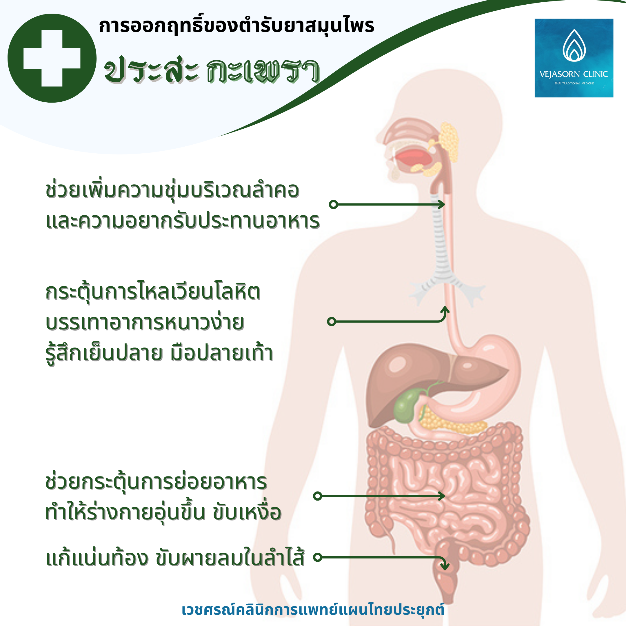 💊 ประสะกะเพรา