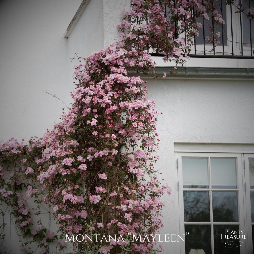 ‘Montana Mayleen’ Clematis 
