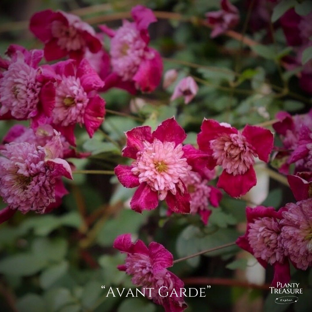 ‘Avant Garde’ Clematis 