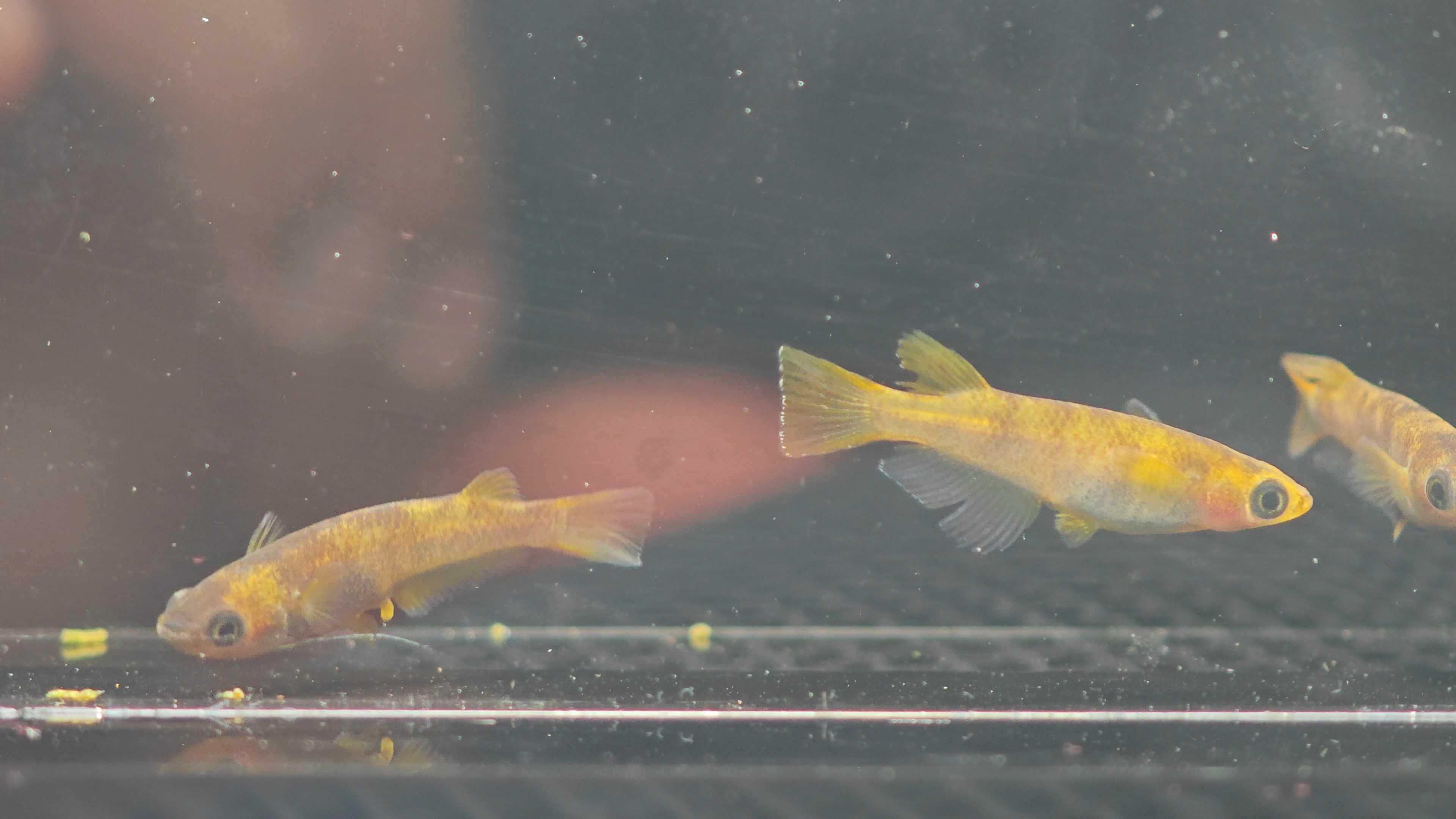 Medaka fish Shimajiro นำเข้าจากญี่ปุ่น