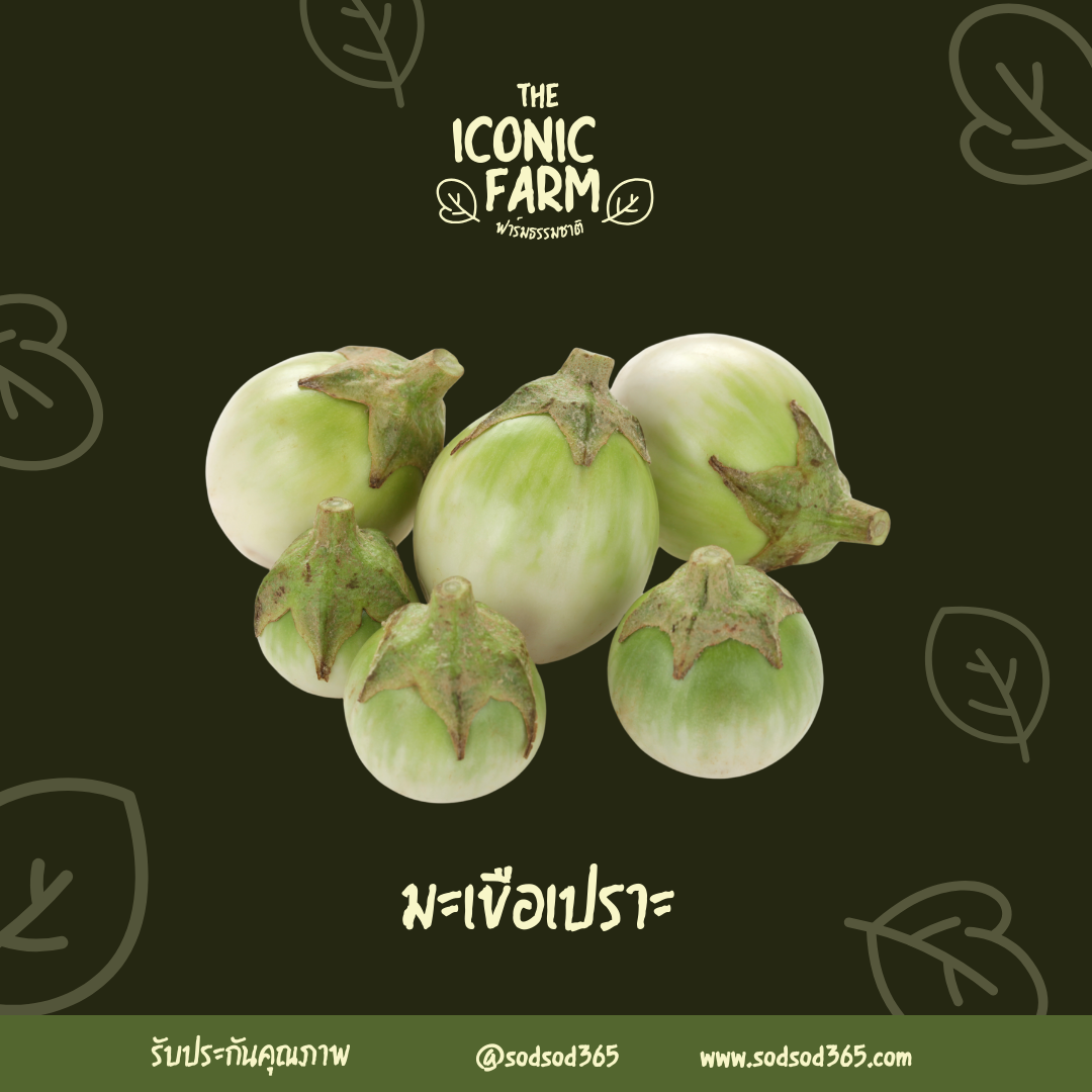มะเขือเปราะ 500g ผักปลอดภัย