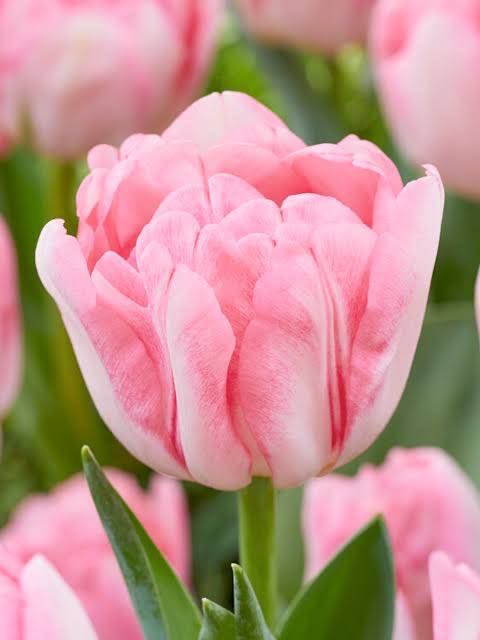 Tulip Foxtrot (พร้อมส่ง)