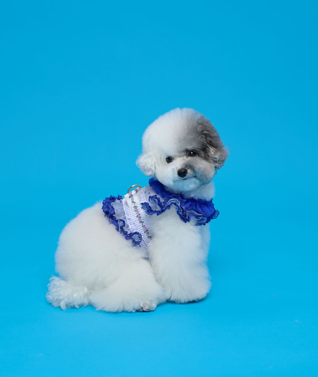 Comocomo (M)FORGADEN BLUE