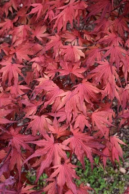 (Special) ‘Purple Ghost ‘ Japanese Maple 