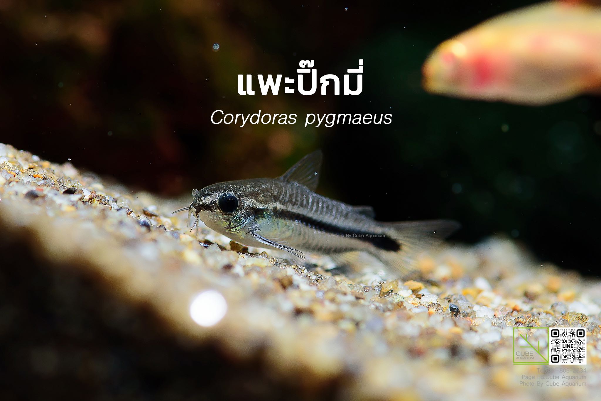แพะปิ๊กมี่ Pygmy corydoras