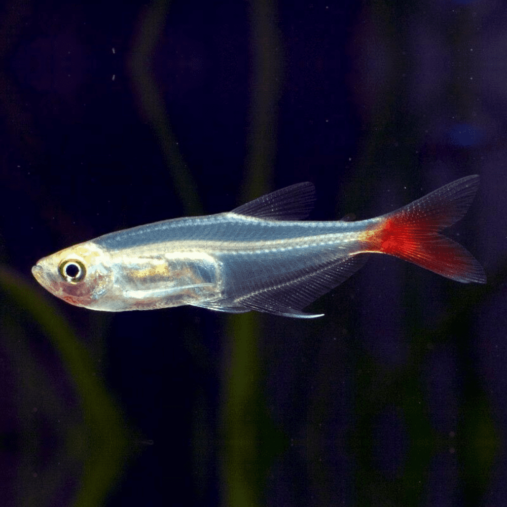 Glass blood fin tetra