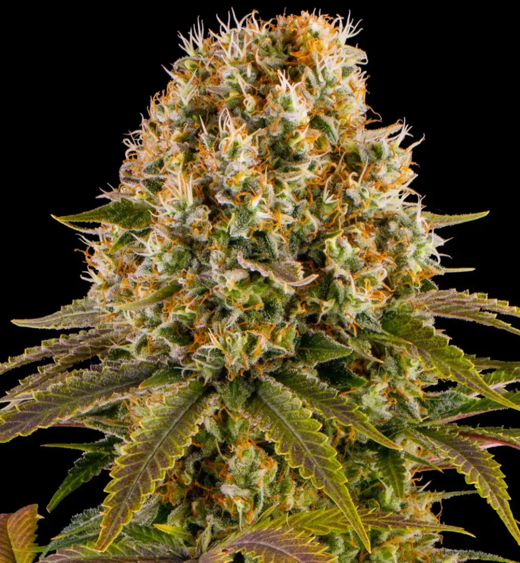 Strawberry Lemonade Feminized pack 1
