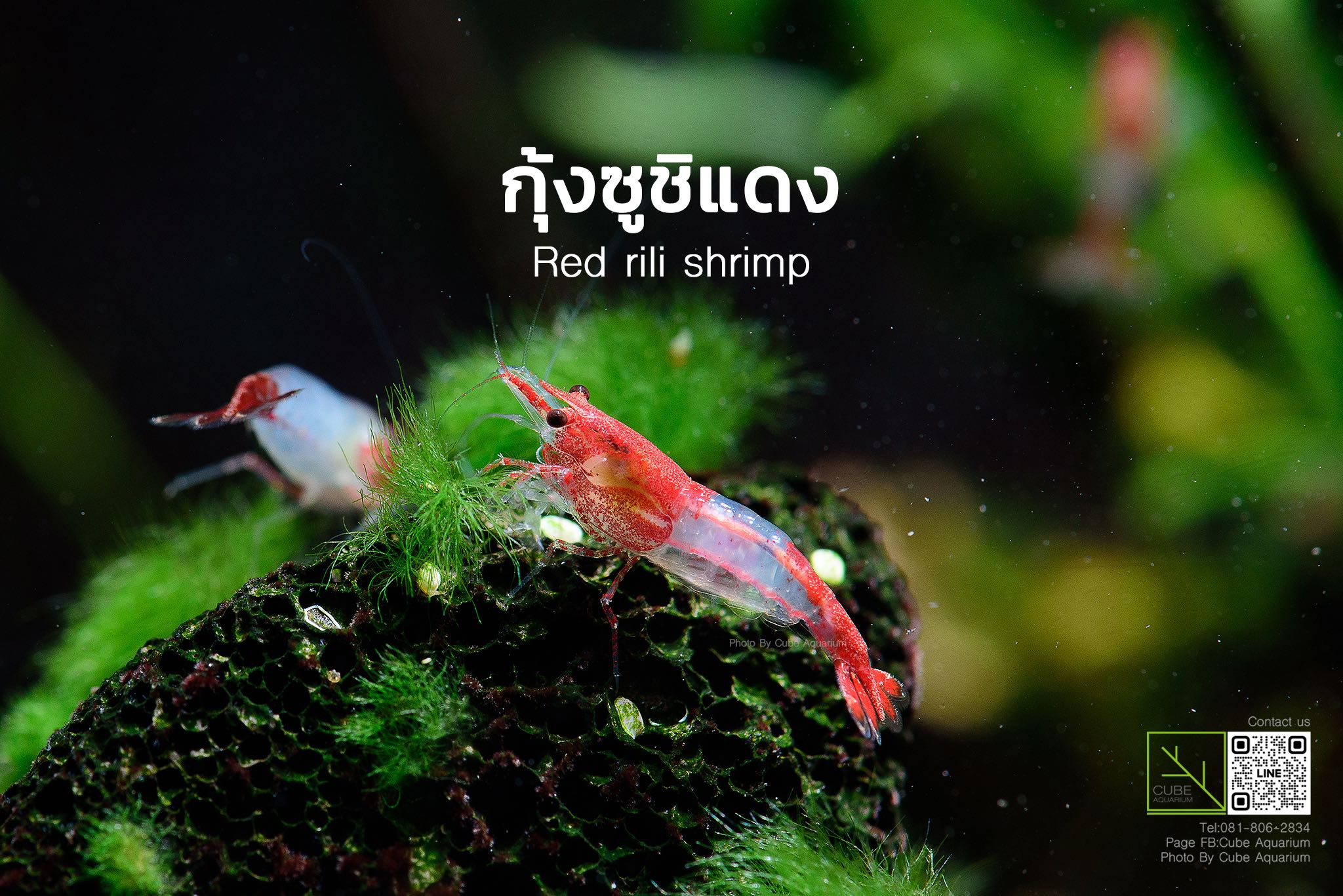 กุ้งแคระซูชิแดง Red rili shrimp🔥Best seller🔥