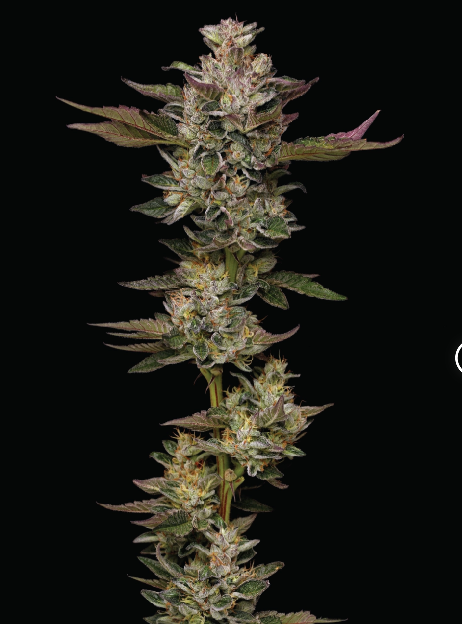Donutz  Feminized pack 3