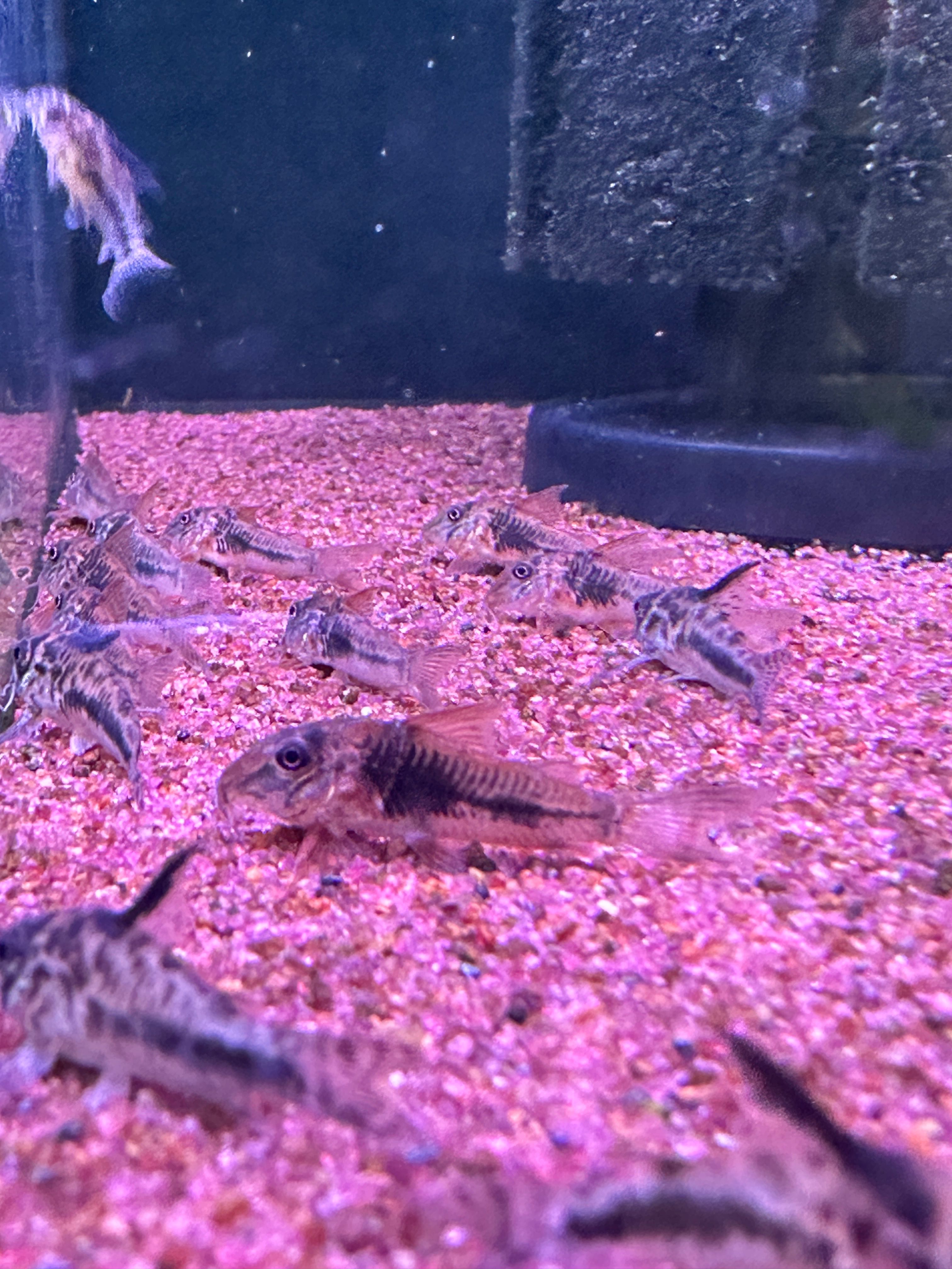  Corydoras Sarareensis