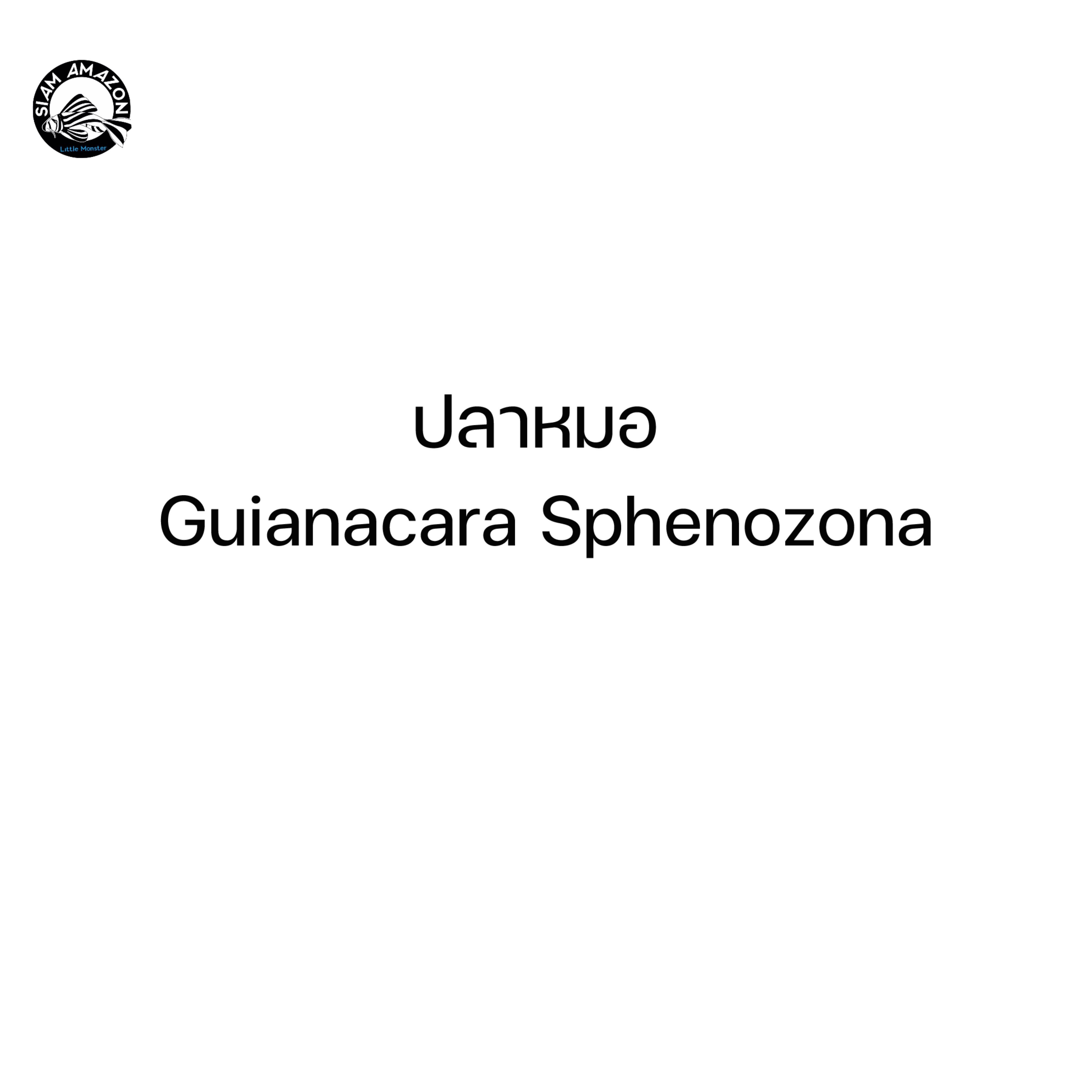 ปลาหมอ Guianacara Sphenozona