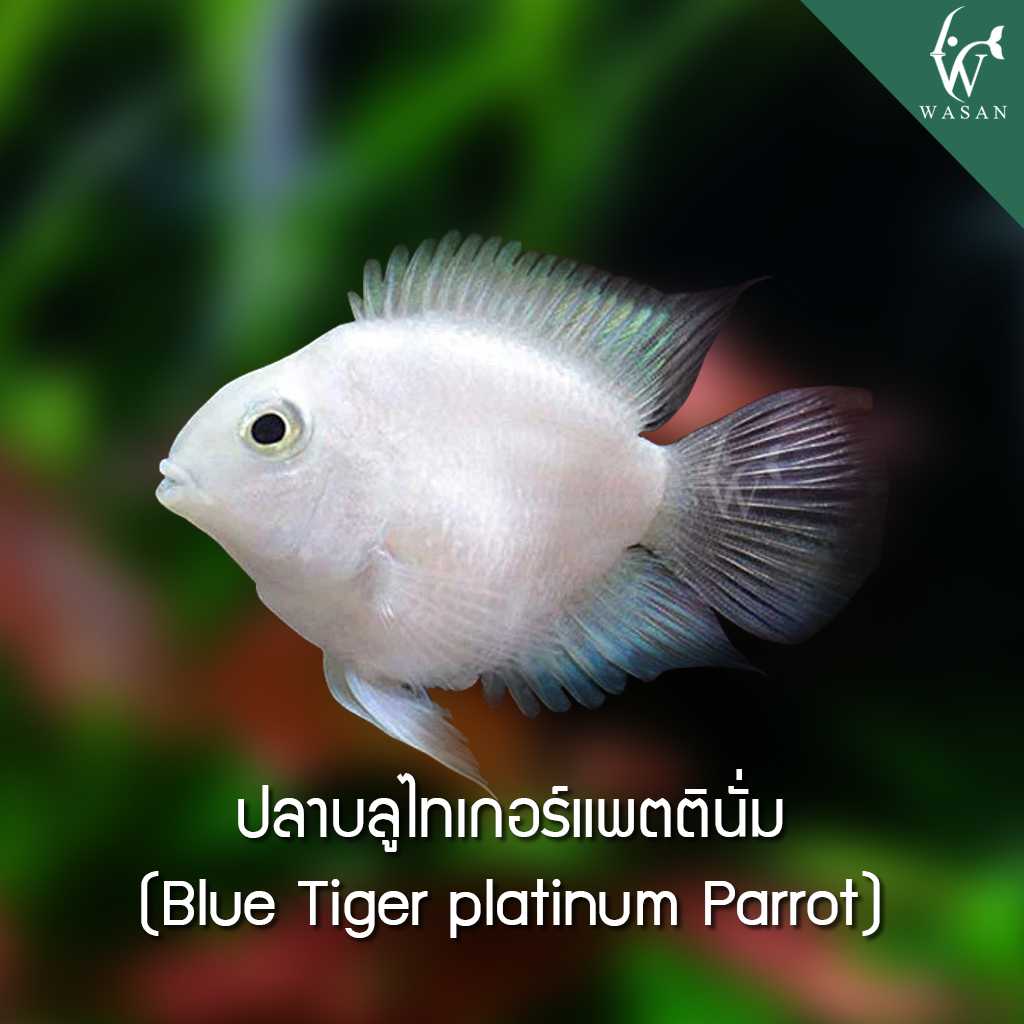ปลาบลูไทเกอร์แพตตินั่ม Blue Tiger Platinum Parrot (ไซส์ 2-3cm)