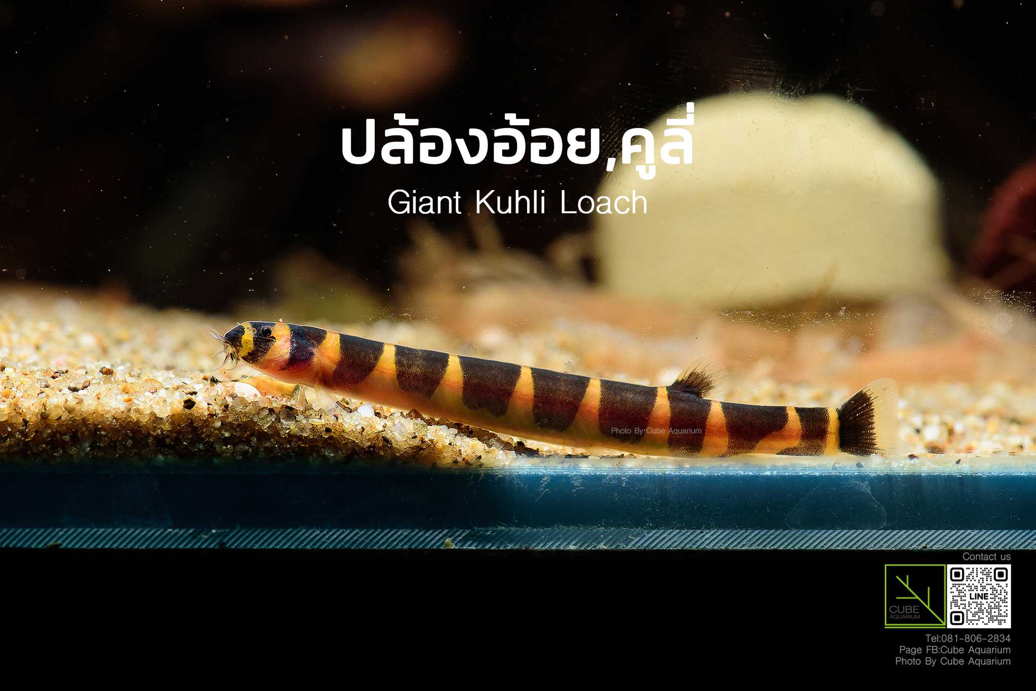 ปลาปล้องอ้อยหรือปลาคูลี่  Giant Kuhli Loach 2.5นิ้ว