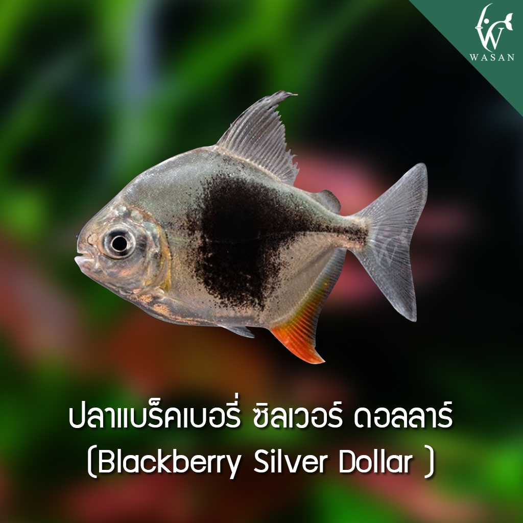 ปลาแบล็คเบอรี่ ซิลเวอร์ ดอลลาร์ Blackberry Silver Dollar (ไซส์ 1.7 นิ้ว)