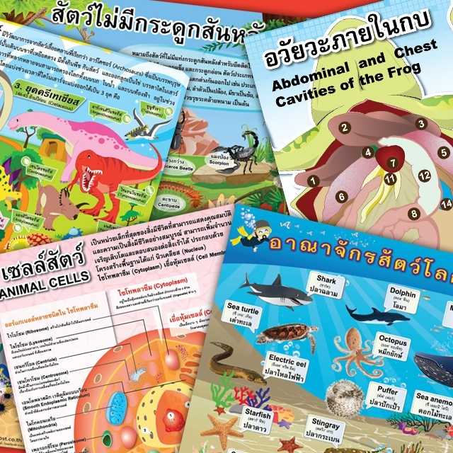 โปสเตอร์พลาสติก  PP วิชาวิทยาศาสตร์  สัตว์