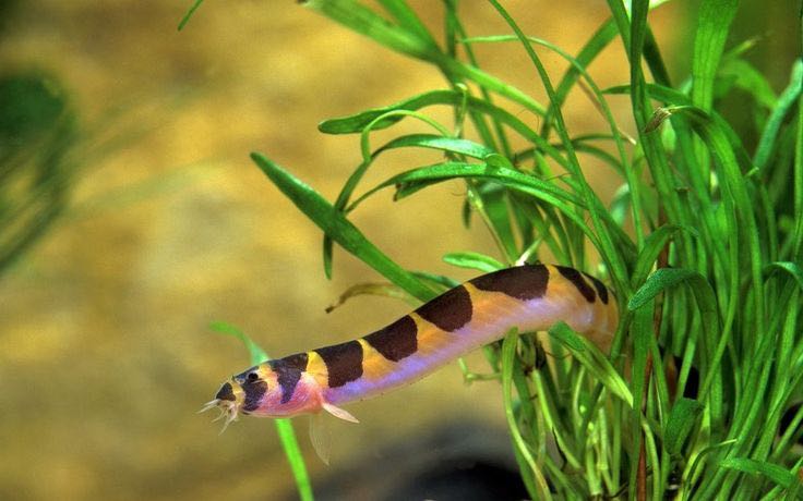 ปลาปล้องอ้อยคูลี่ (Kuhli loach)